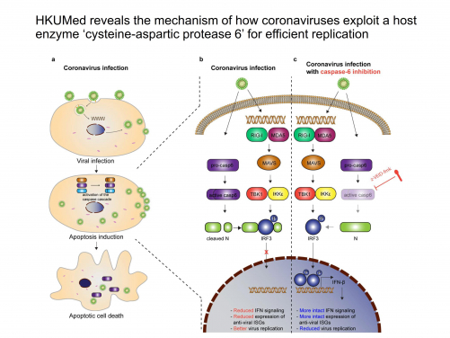 HKUMed reveals the mechanism of how coronaviruses exploit
the host antiviral defence mechanisms for efficient replication
 